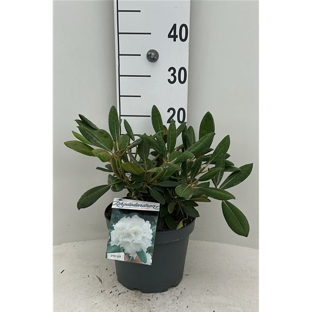 Rhododendron – Rhododendron (Y); 'Porzellan' - C5 25-30 CM